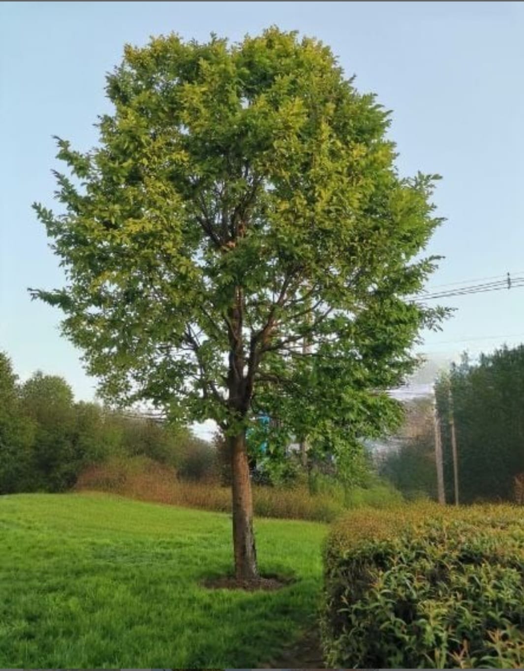 Arbol